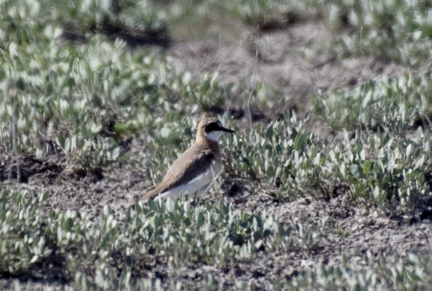 Greater Sand Plover