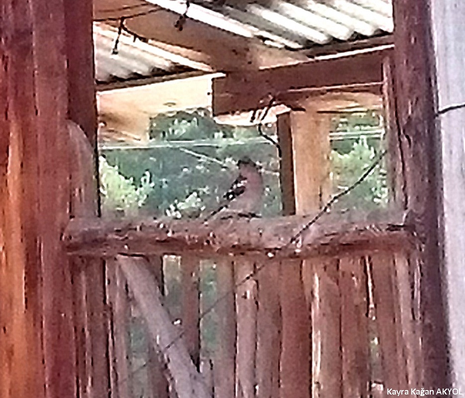 Eurasian Chaffinch