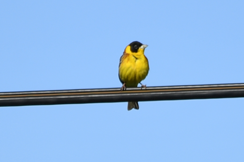 Black-headed Bunting