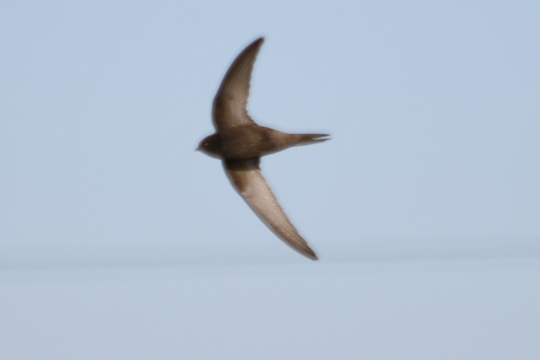 Common Swift