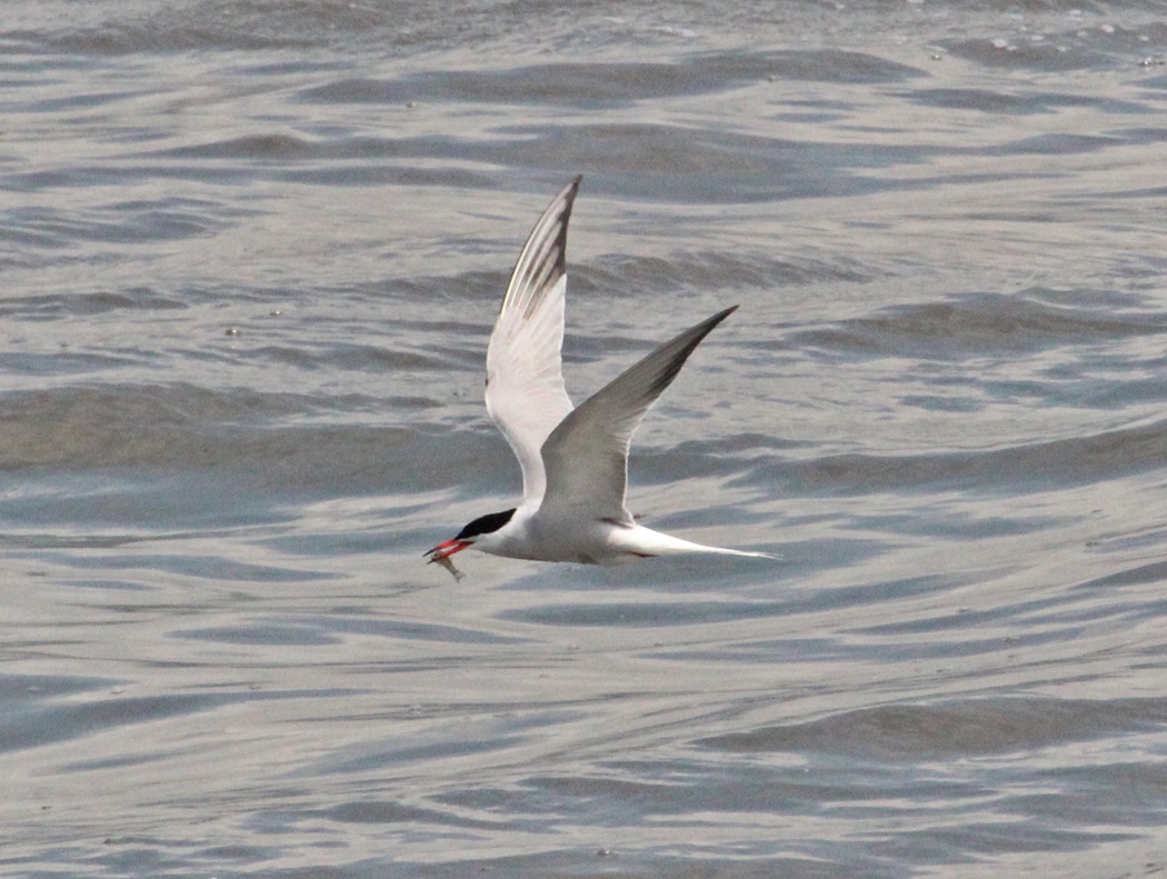 Common Tern