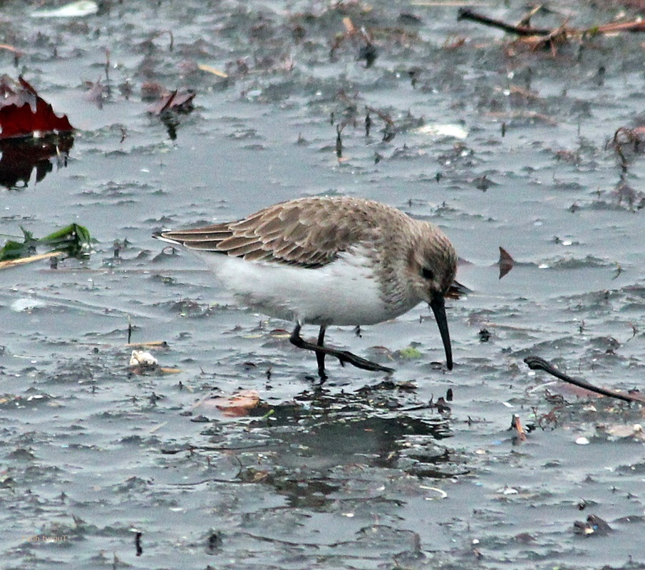 Dunlin