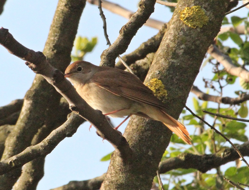 Common Nightingale