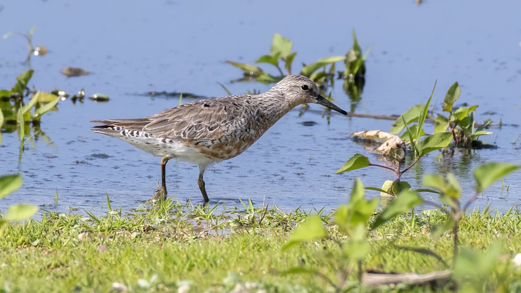 Red Knot