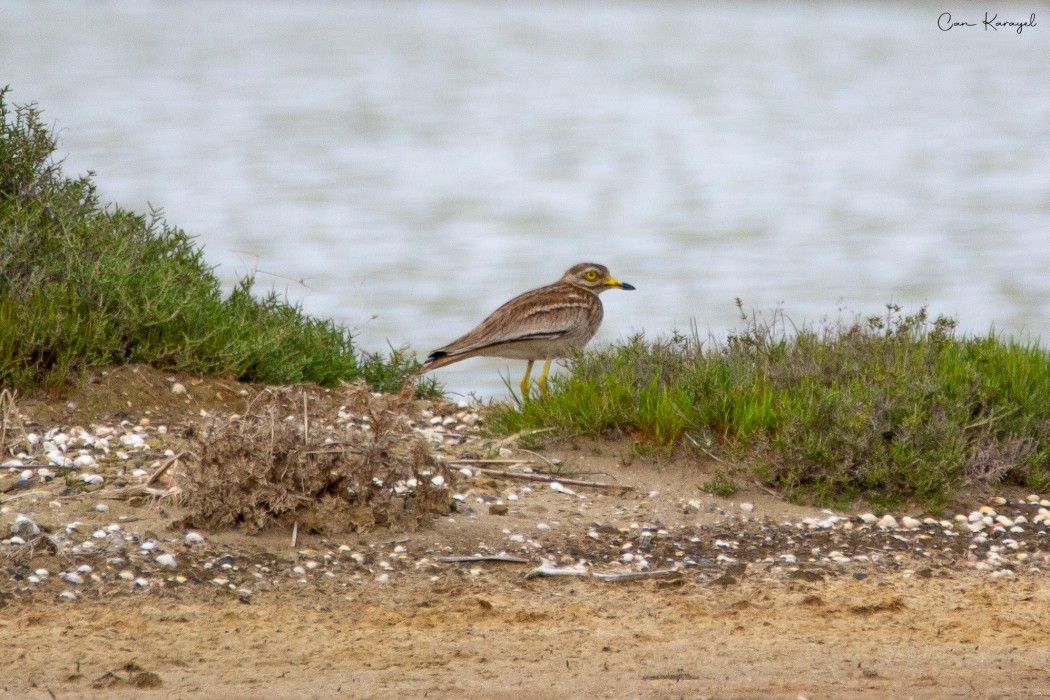 Eurasian Stone-curlew