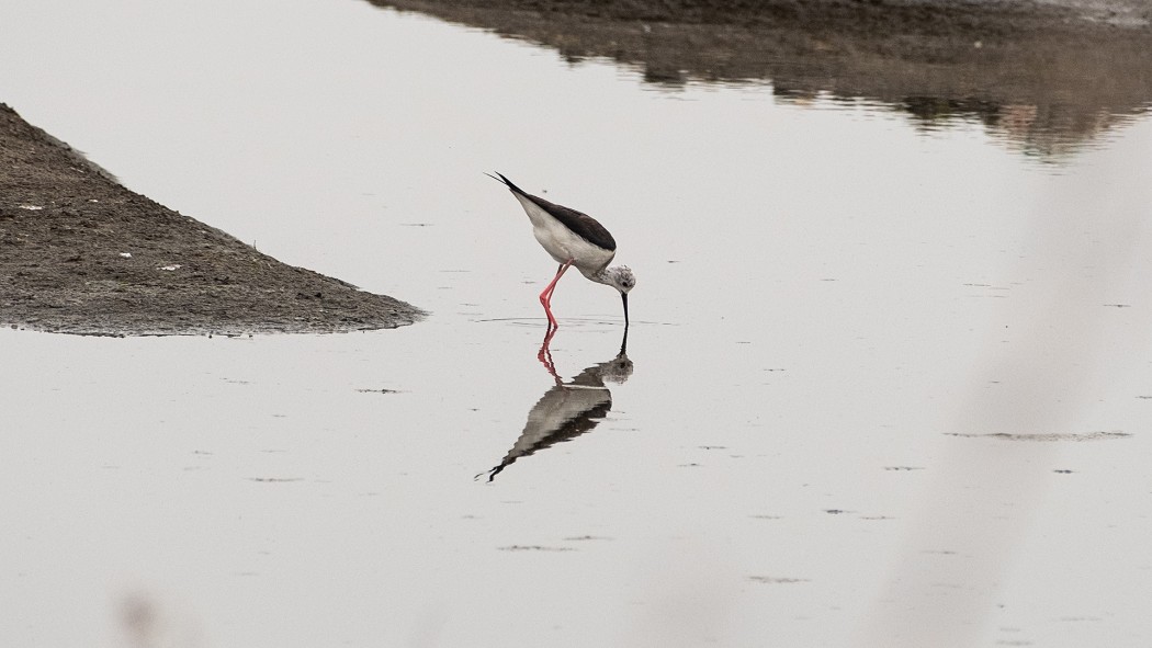 Black-winged Stilt
