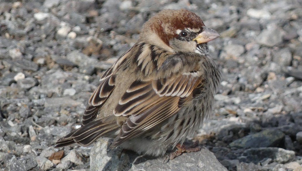 Spanish Sparrow