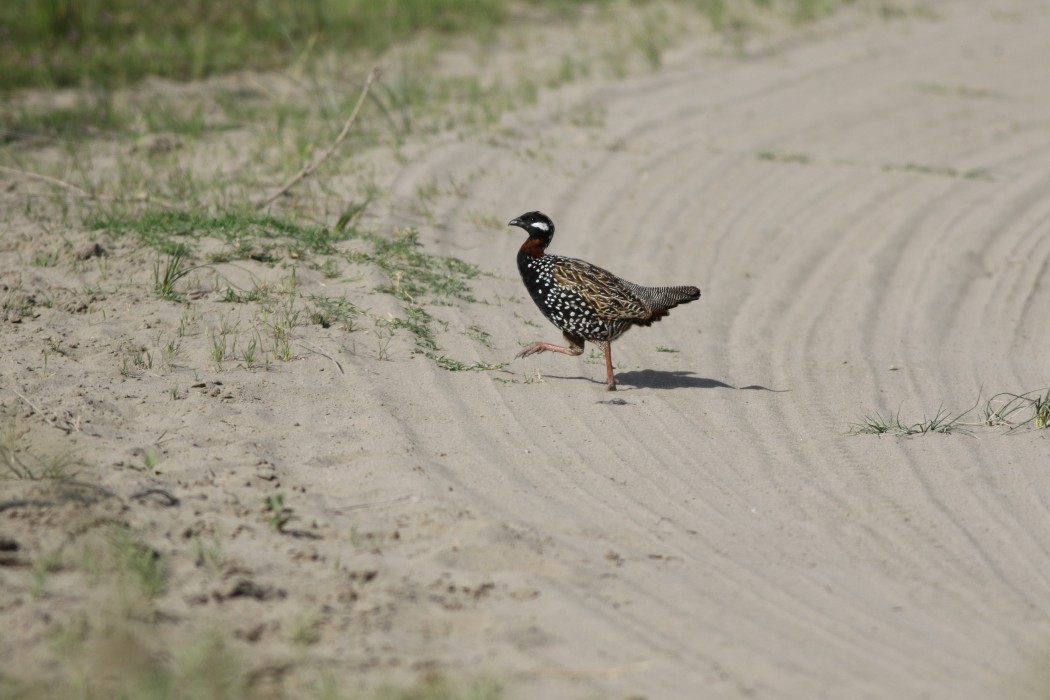 Black Francolin