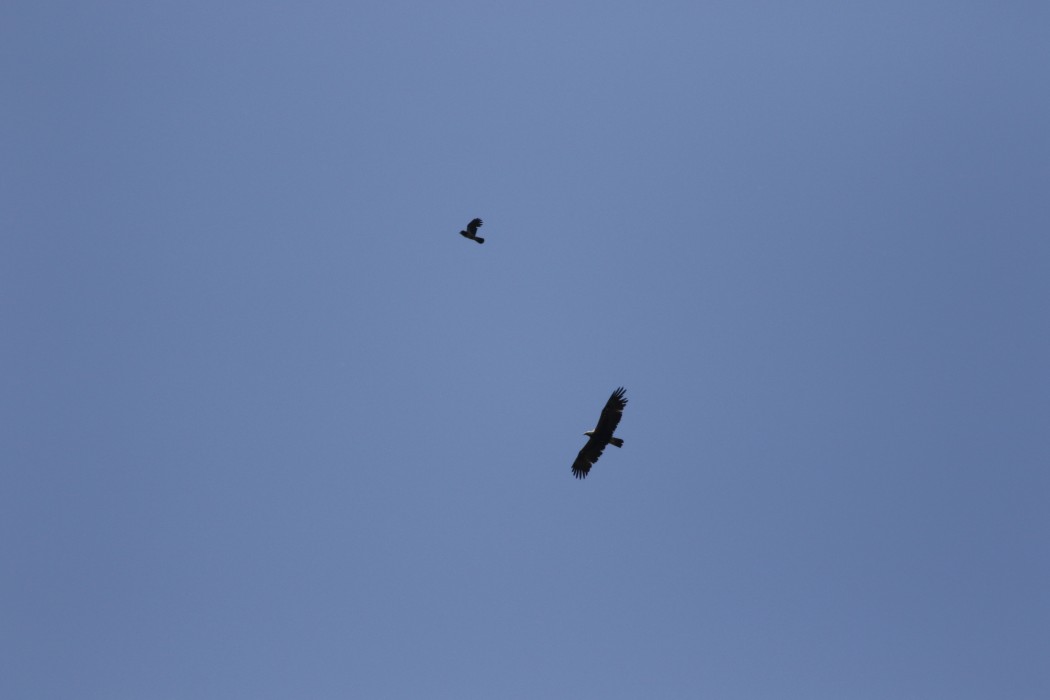 Eastern Imperial Eagle