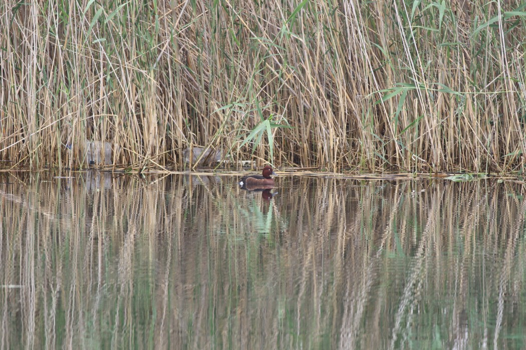 Ferruginous Duck