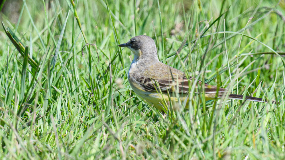 Western Yellow Wagtail