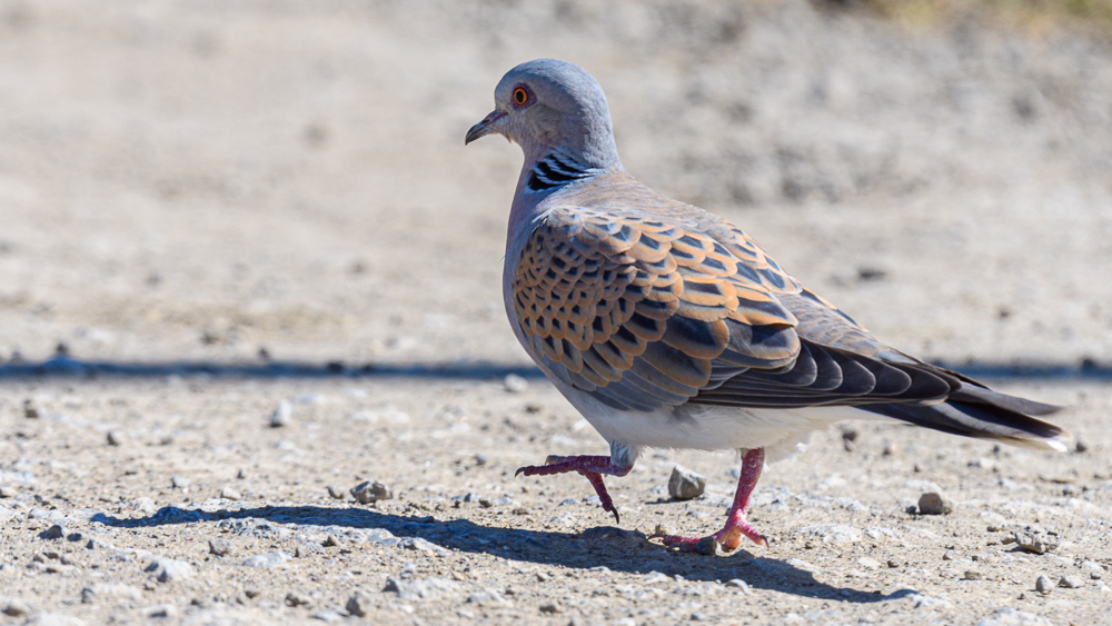 European Turtle Dove