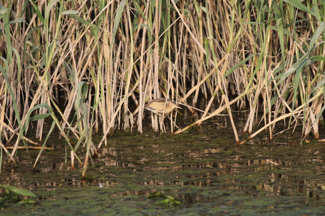 Little Bittern