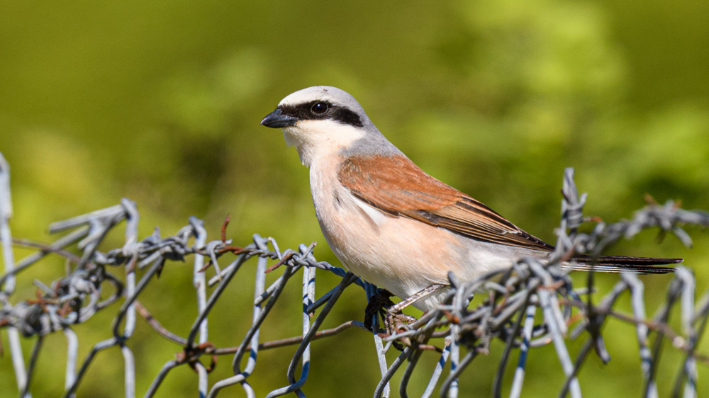 Red-backed Shrike
