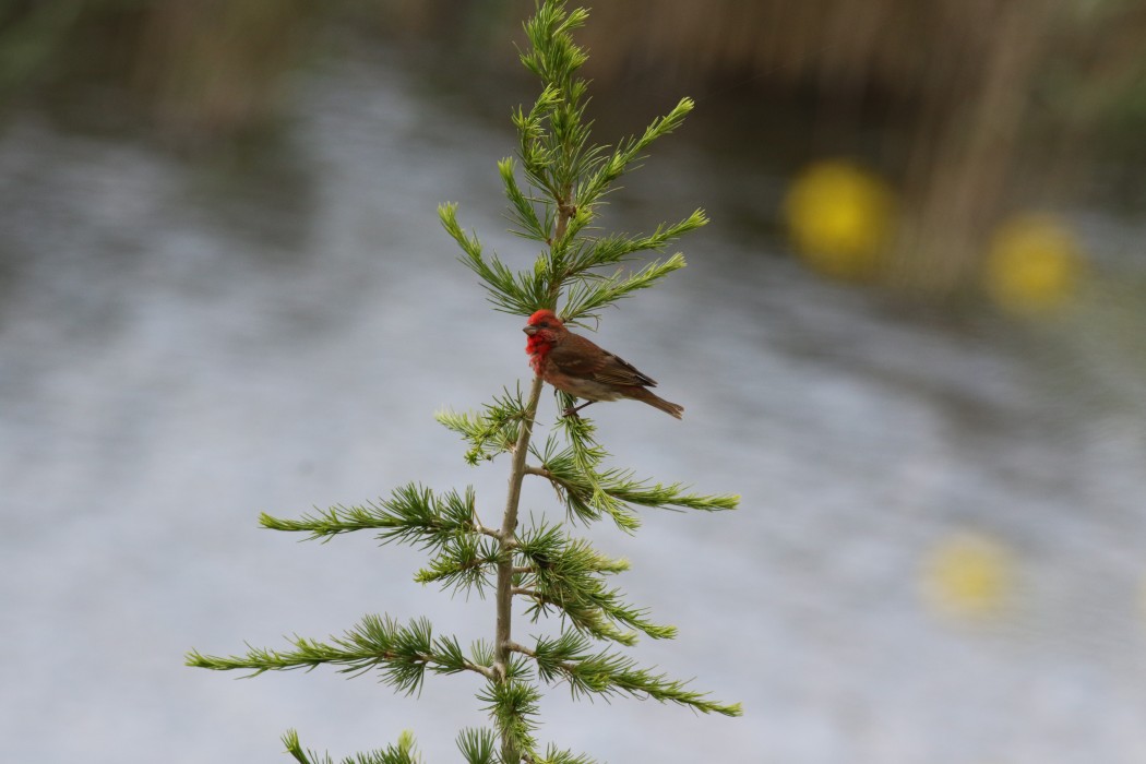 Common Rosefinch