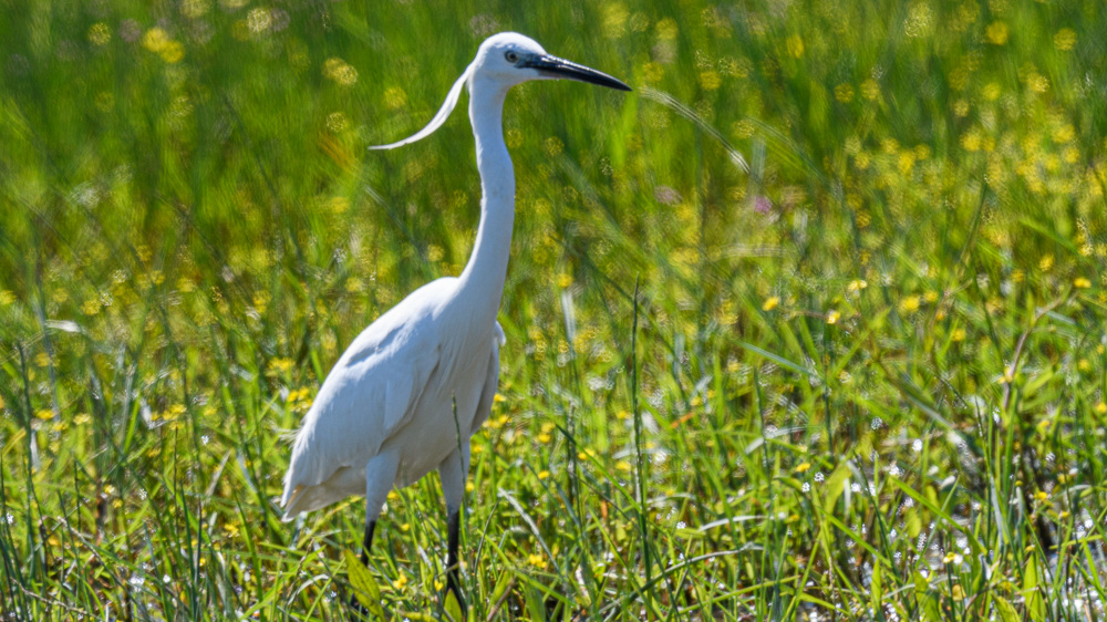 Little Egret