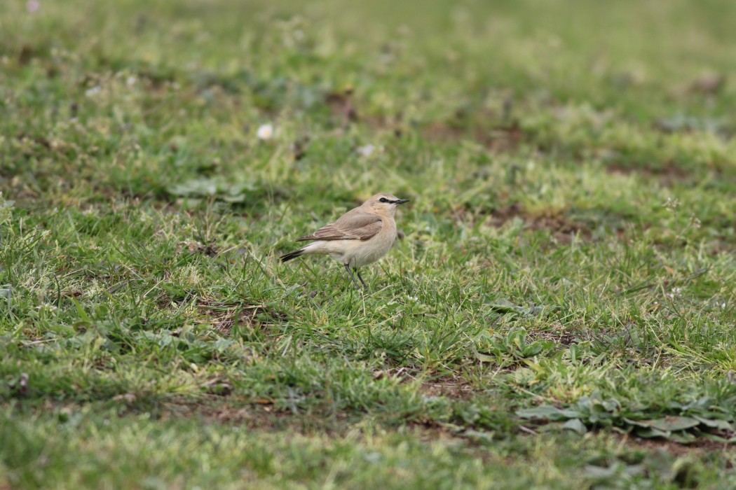 Isabelline Wheatear