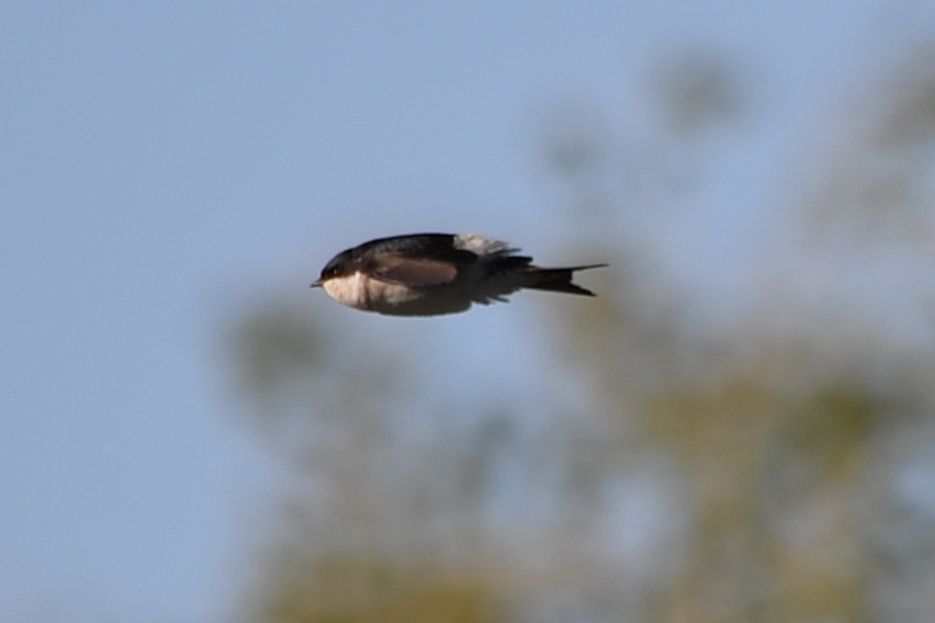 Western House Martin