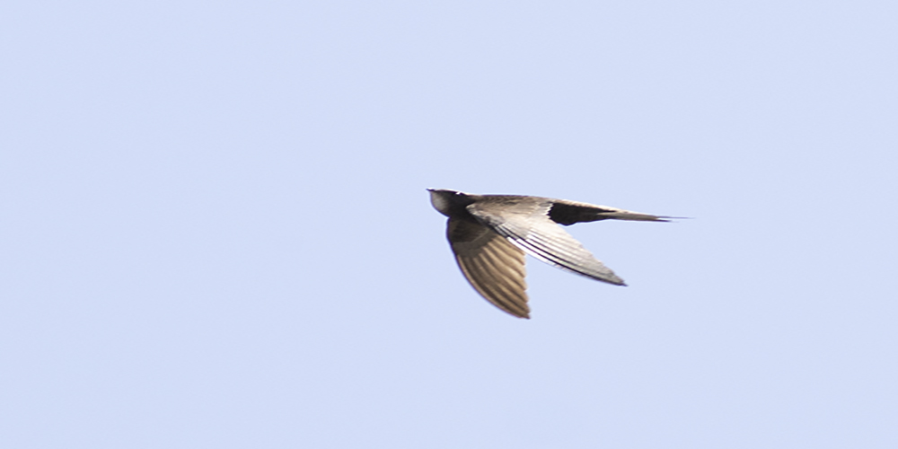 Common Swift