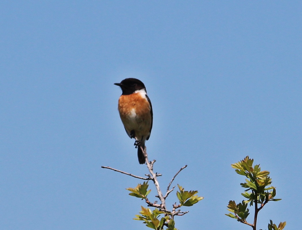 European Stonechat