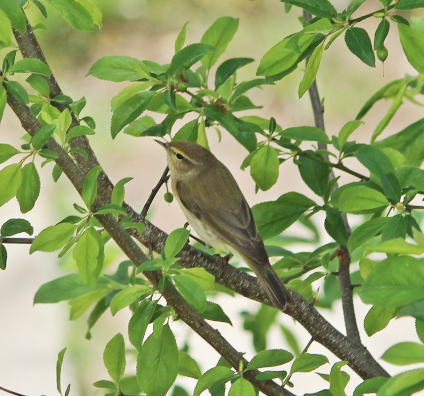 Common Chiffchaff
