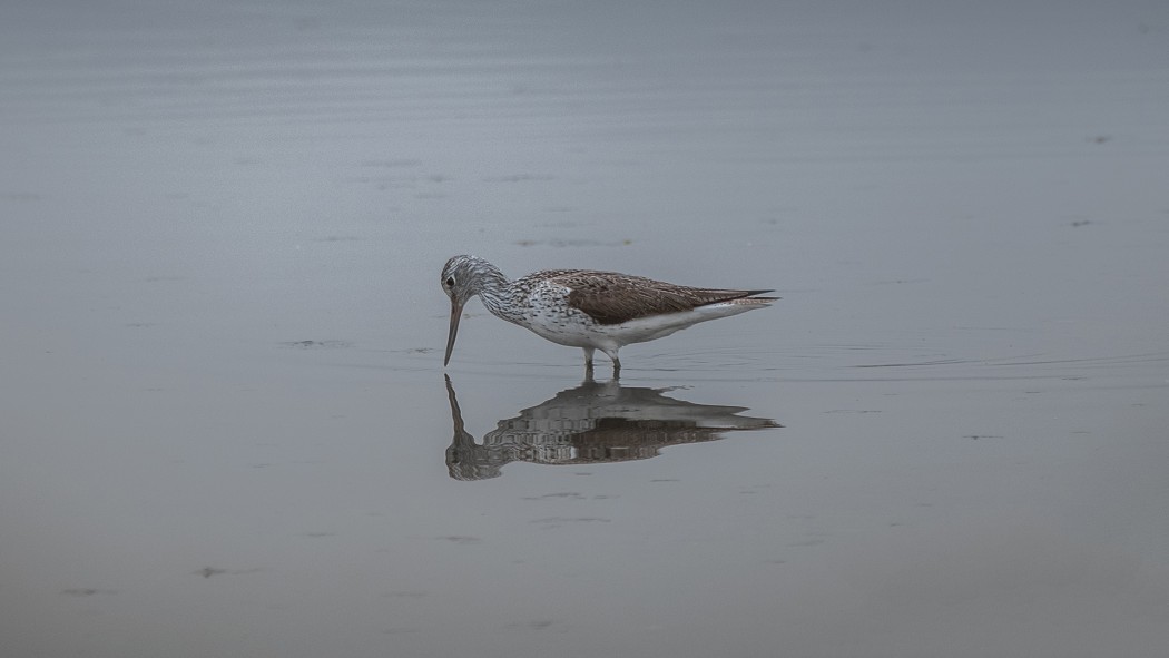 Common Greenshank