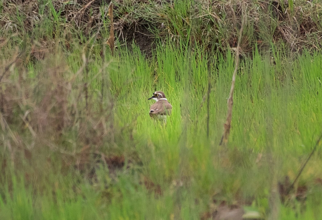 Little Ringed Plover
