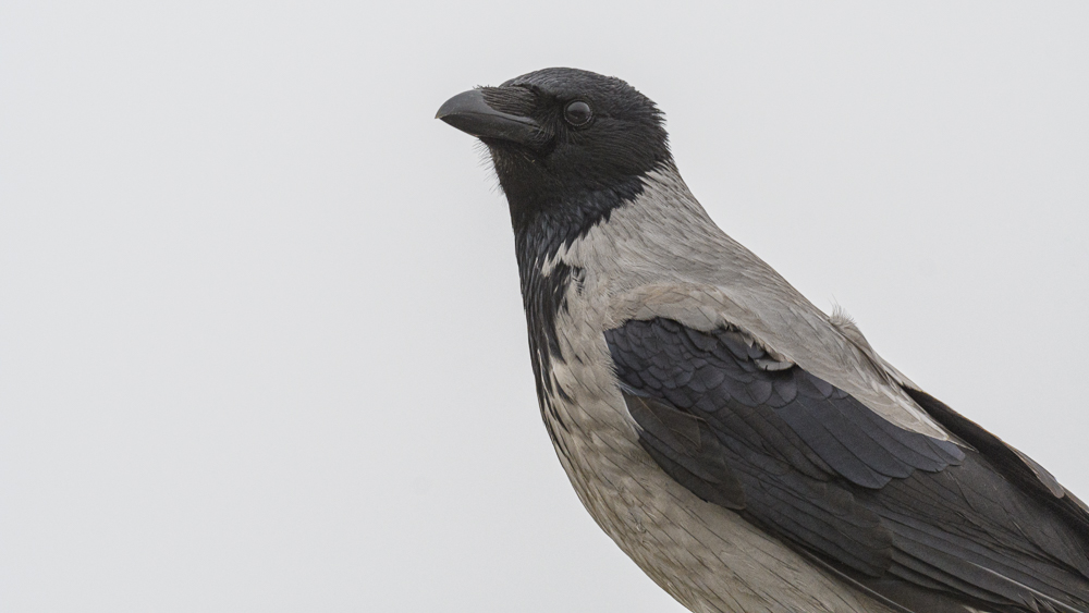Hooded Crow