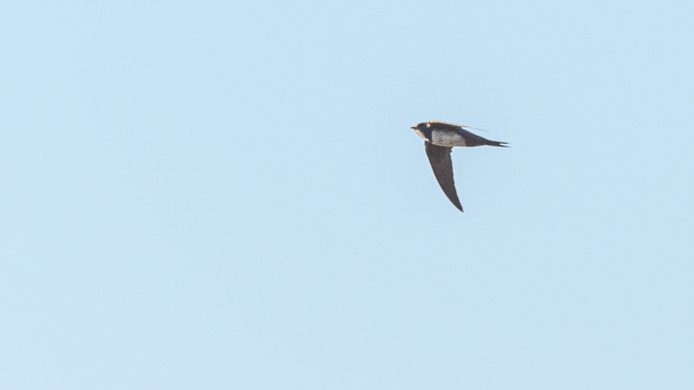 Alpine Swift