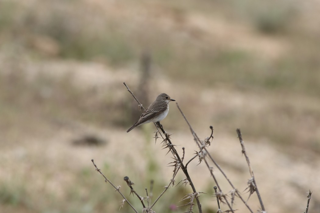 Spotted Flycatcher