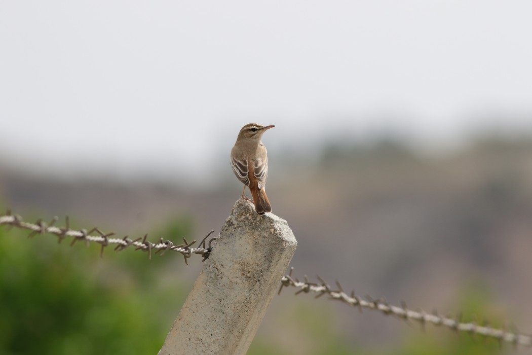 Rufous-tailed Scrub Robin