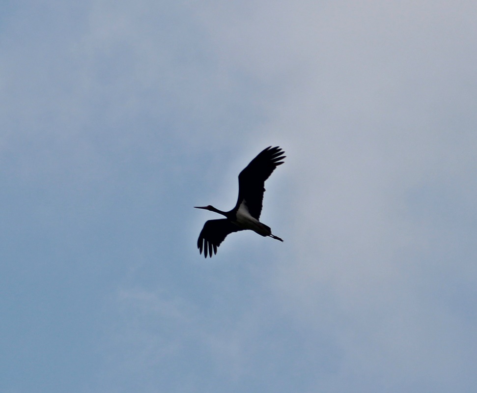 Black Stork