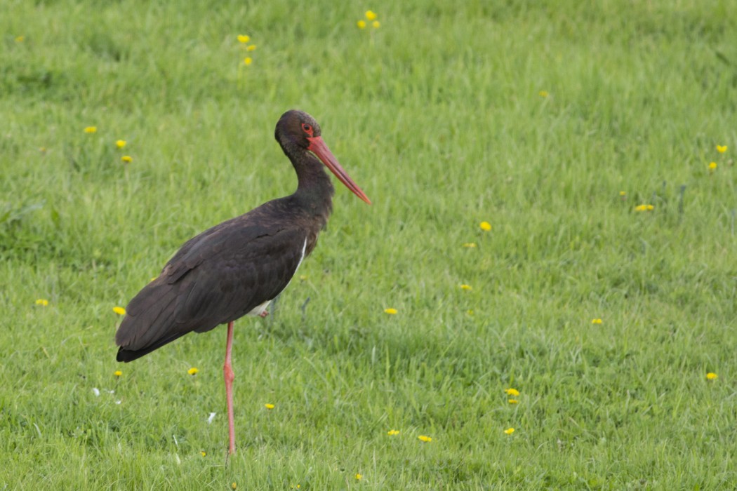 Black Stork