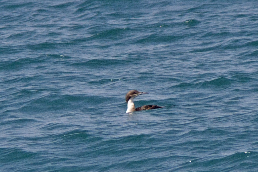 Black-throated Loon