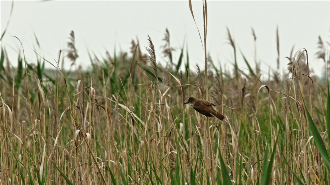 Great Reed Warbler