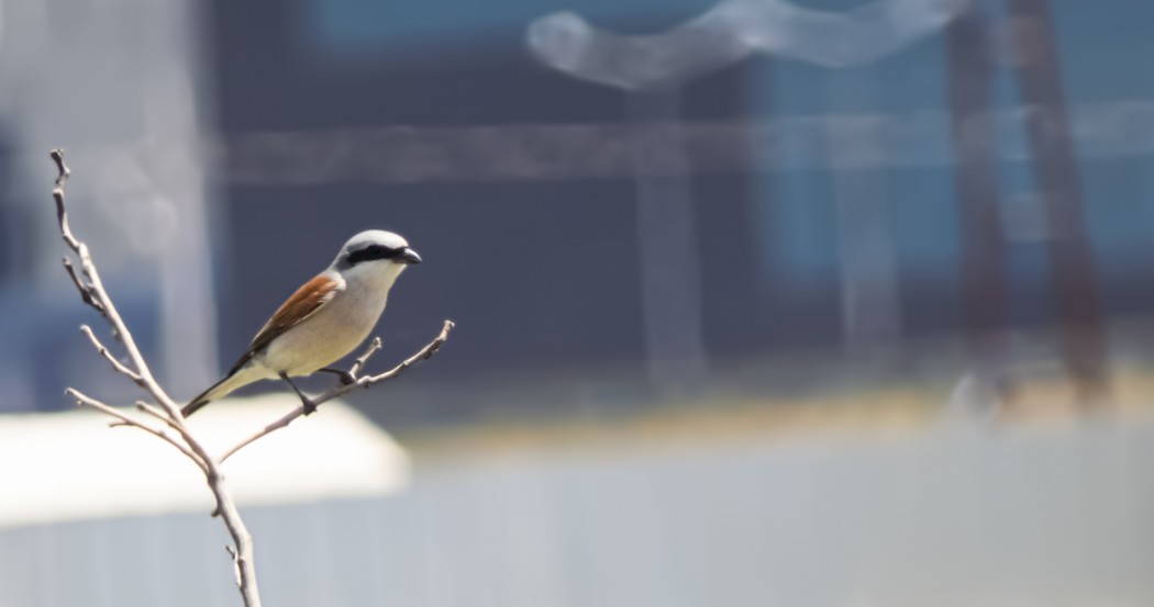 Red-backed Shrike
