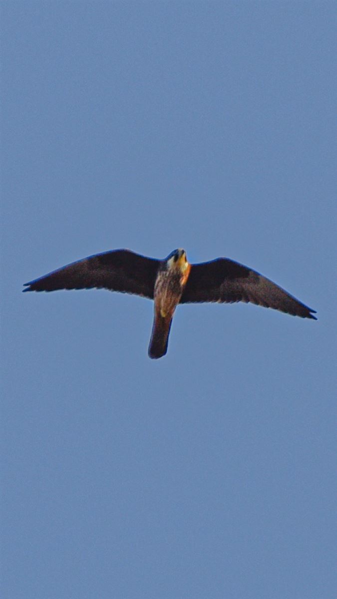 Eleonora`s Falcon