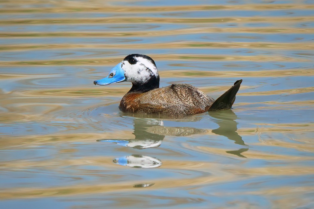 White-headed Duck