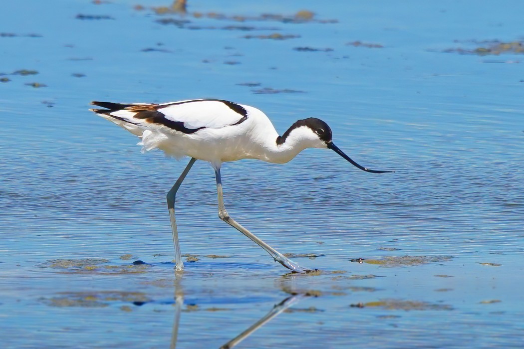 Pied Avocet