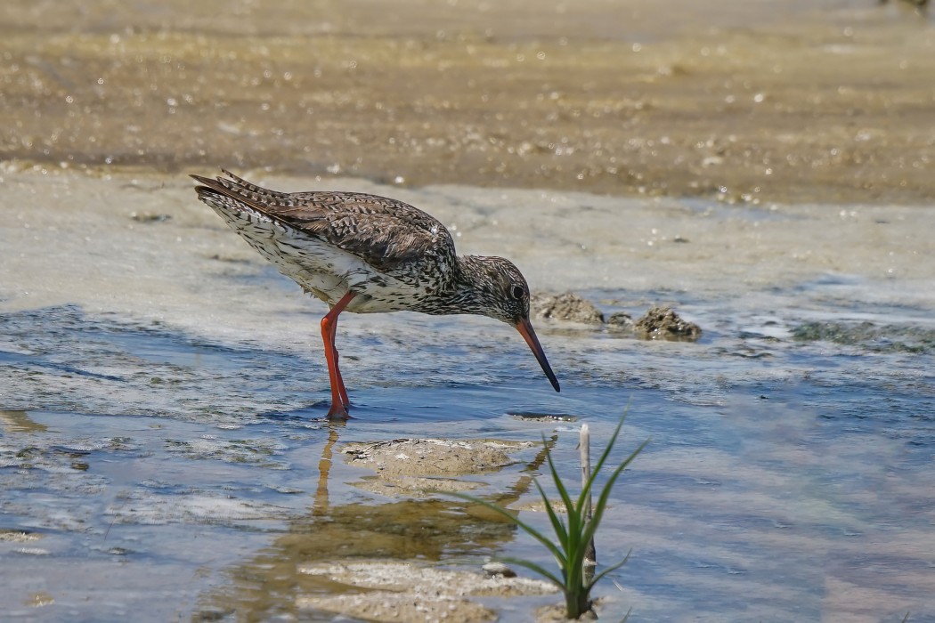 Common Redshank