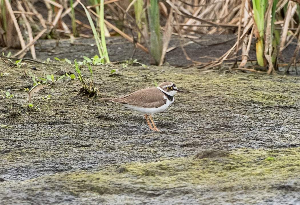 Little Ringed Plover