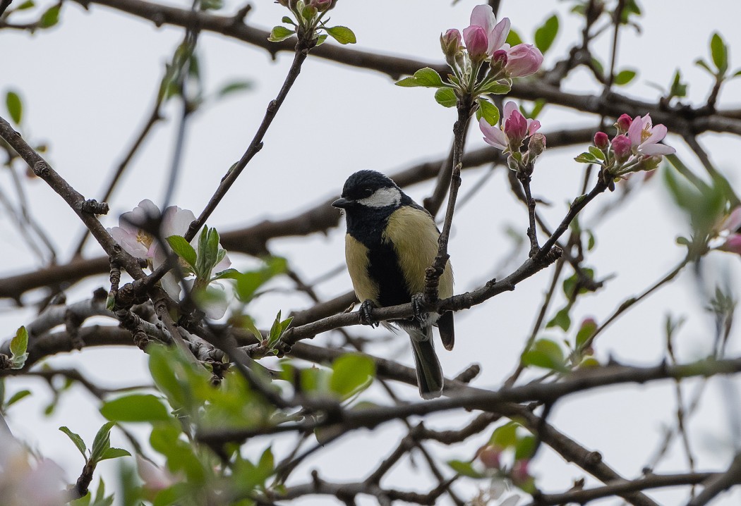 Great Tit