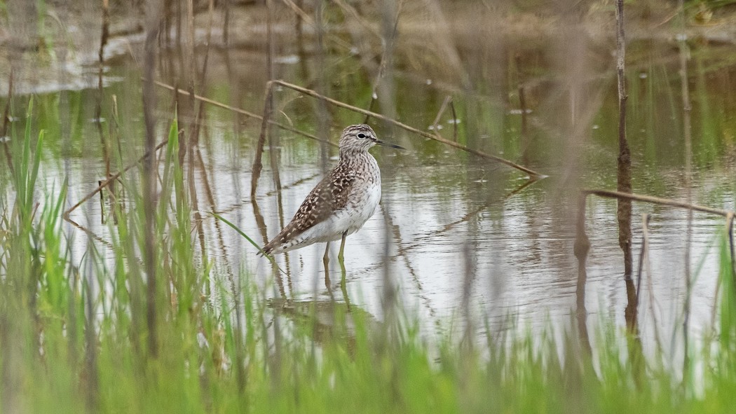 Wood Sandpiper