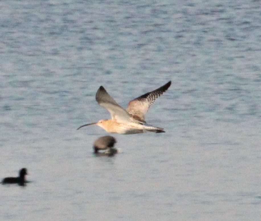Eurasian Curlew