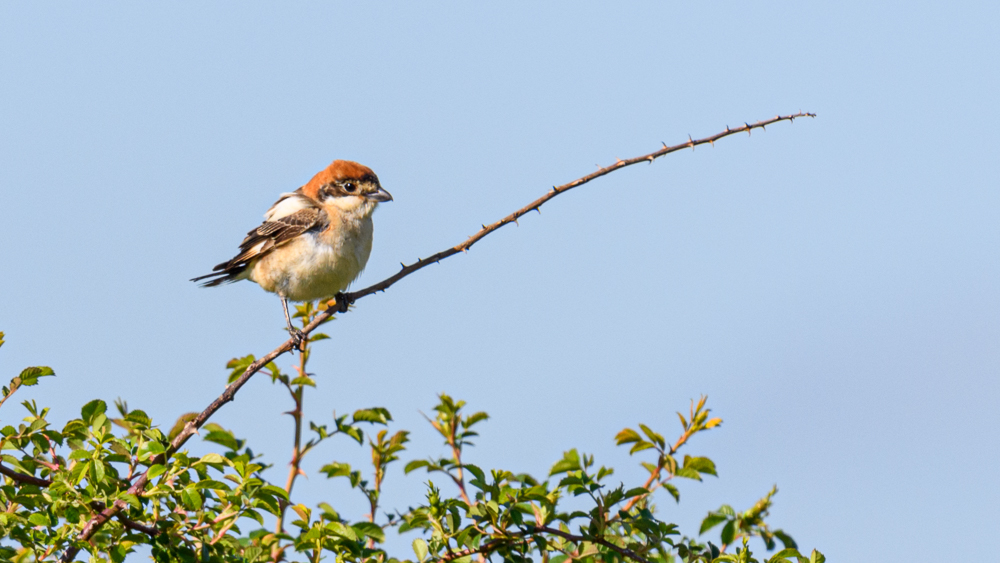 Woodchat Shrike
