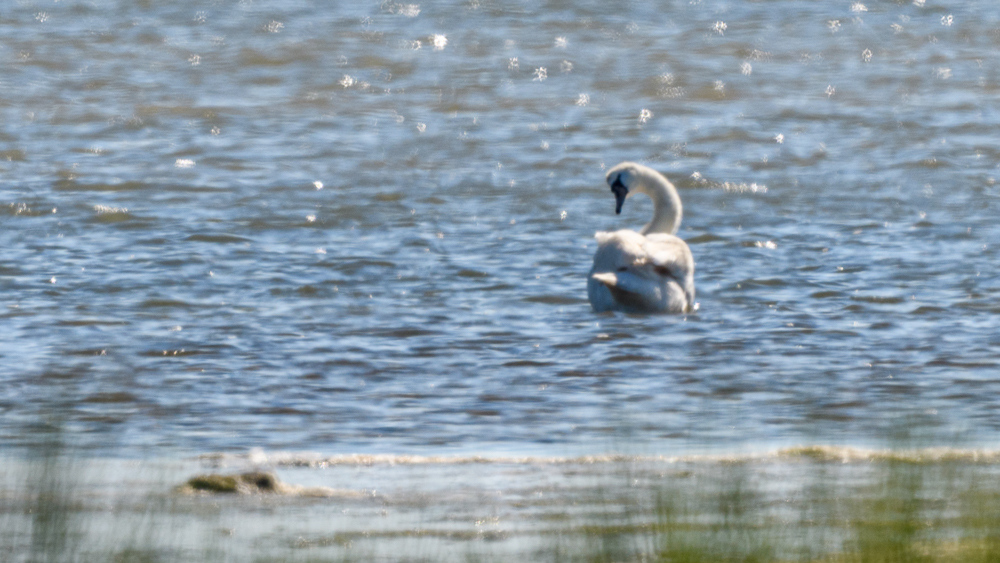 Mute Swan