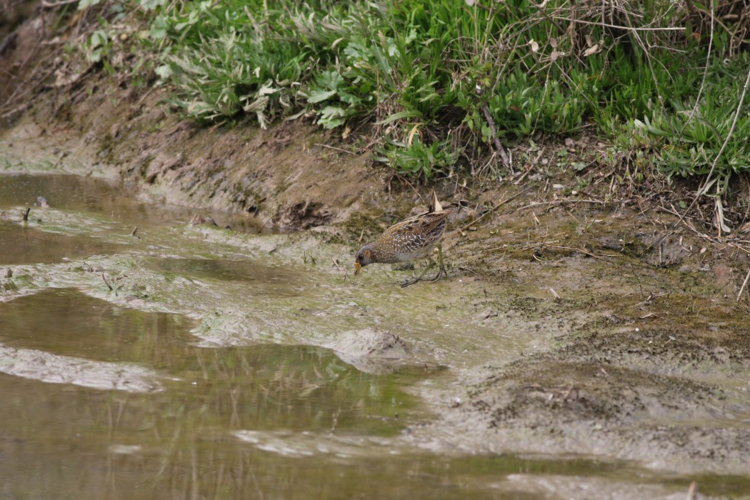 Spotted Crake