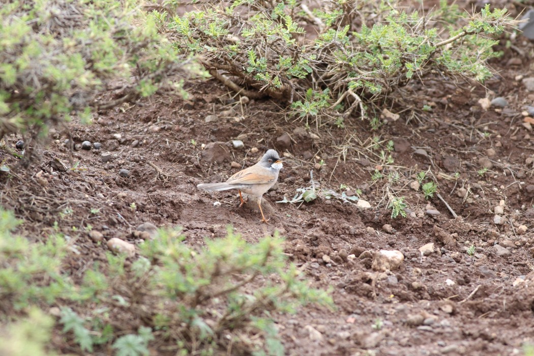 Spectacled Warbler