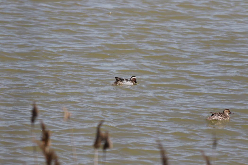 Garganey