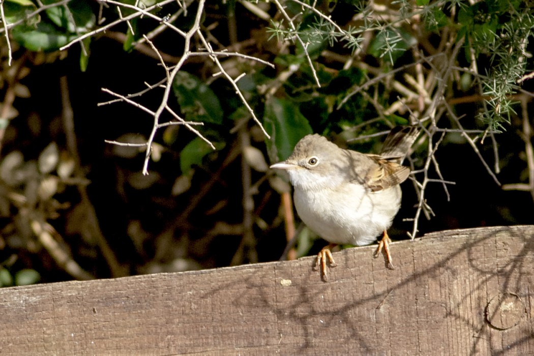 Common Whitethroat